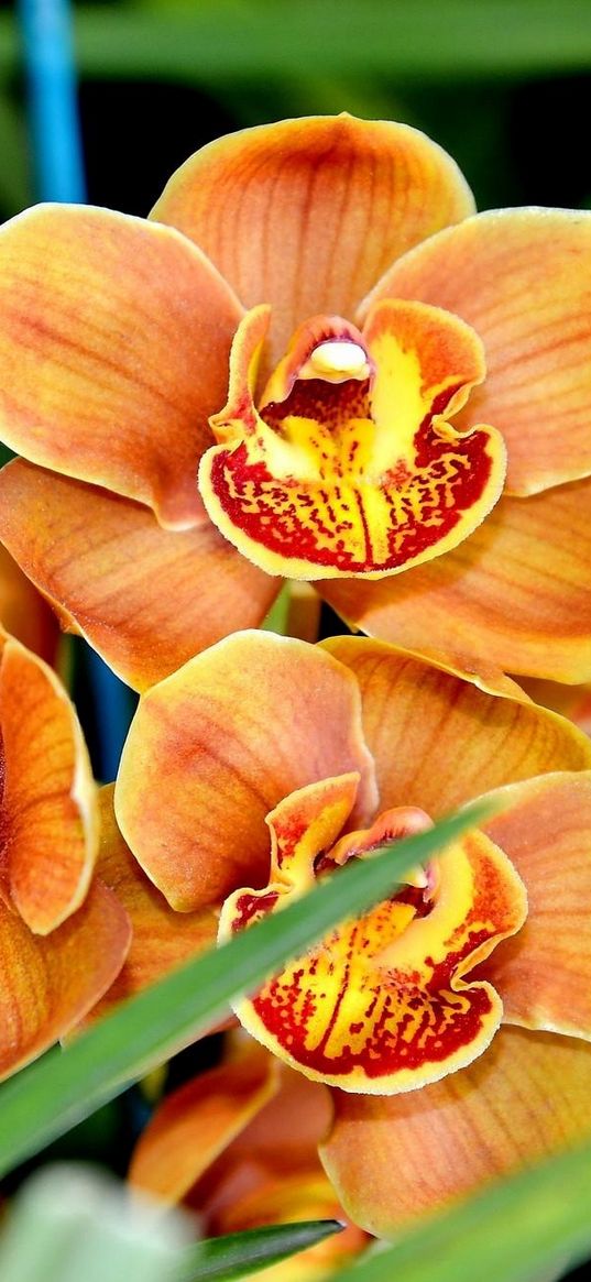 orchid, flower, exotic, close-up