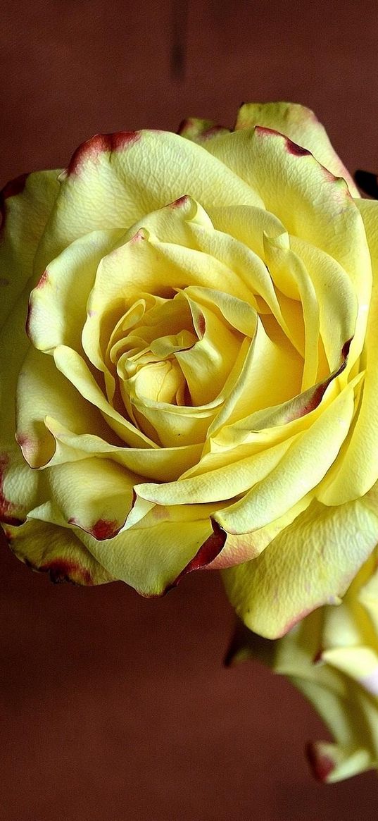 rose, three, yellow, sharpness