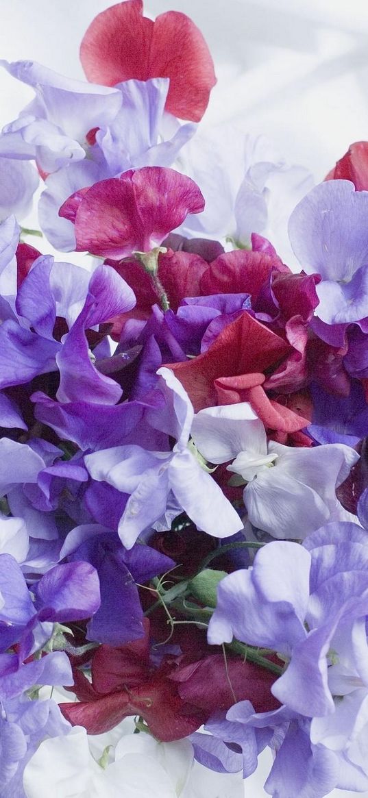 sweet pea, colorful, bouquet