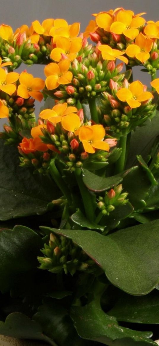 kalanchoe, pot, blooming, indoor