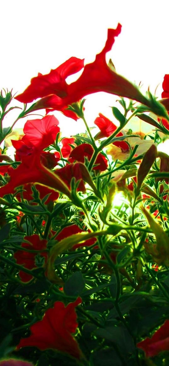 kalihobriya, petunia, flowers, red, light