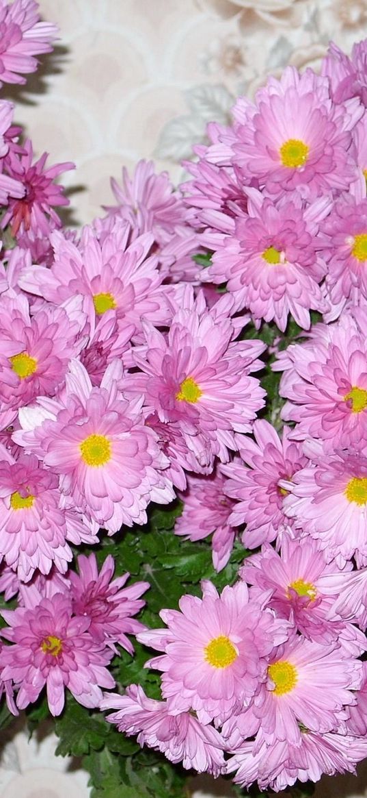 aster, flowers, bouquet, wall