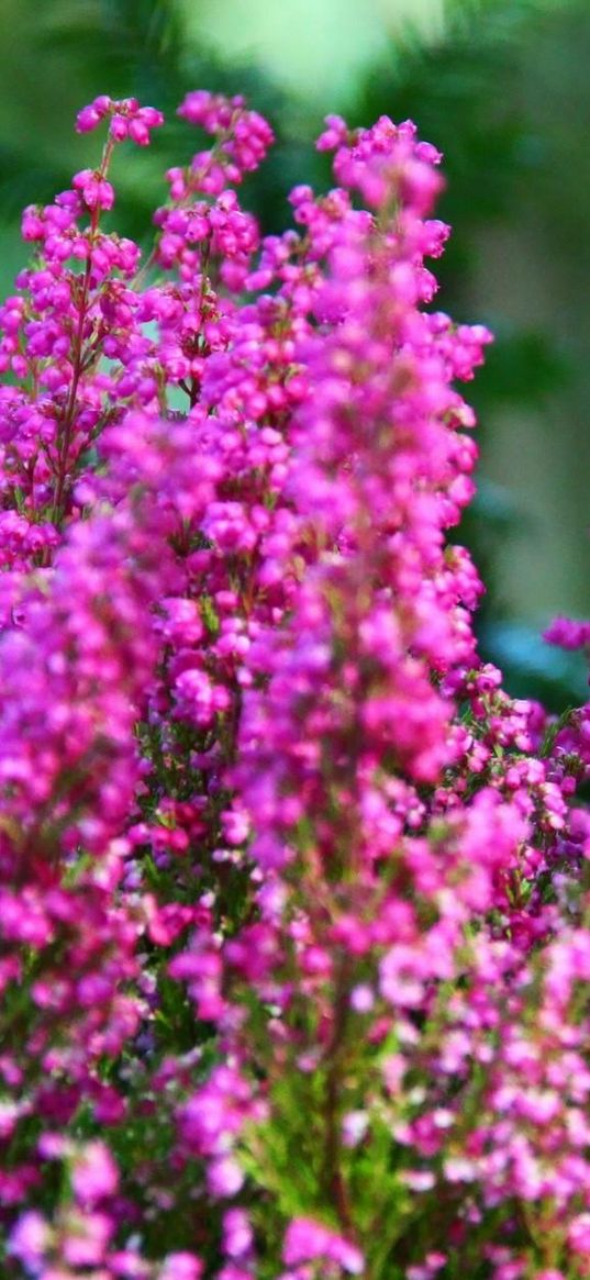 heather, flowers, sharpness, close-up