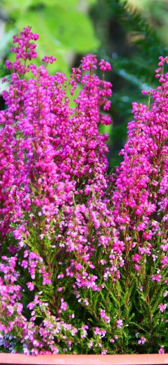 heather, flowers, pots, blurriness