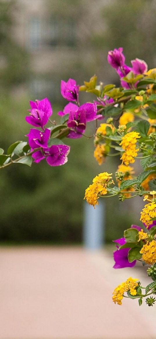 lantana, bougainvillaea, flowering, alley, blurriness