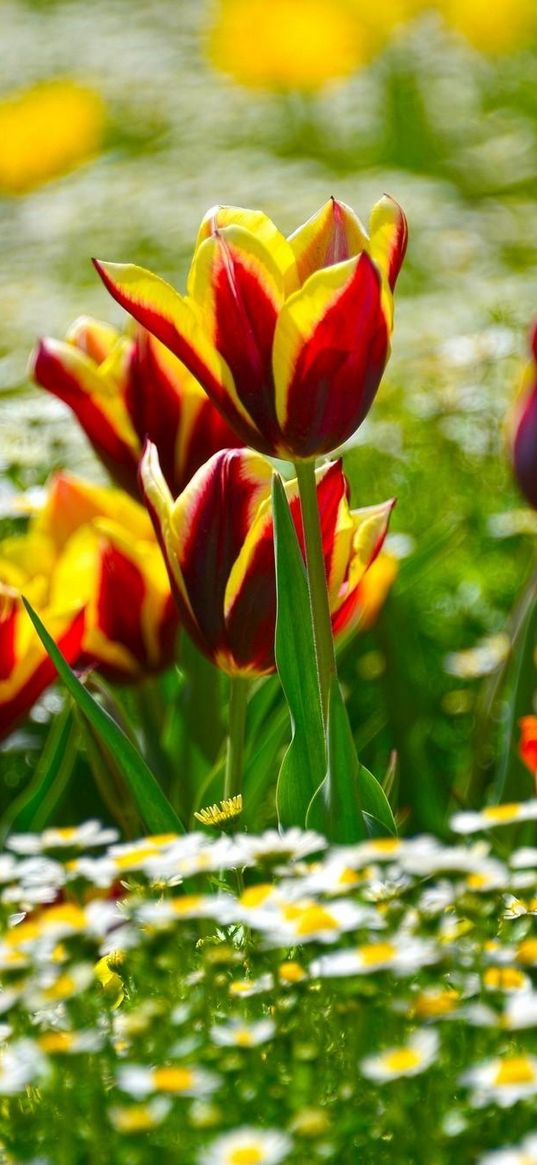 tulips, daisies, flowerbed, blur, sunny