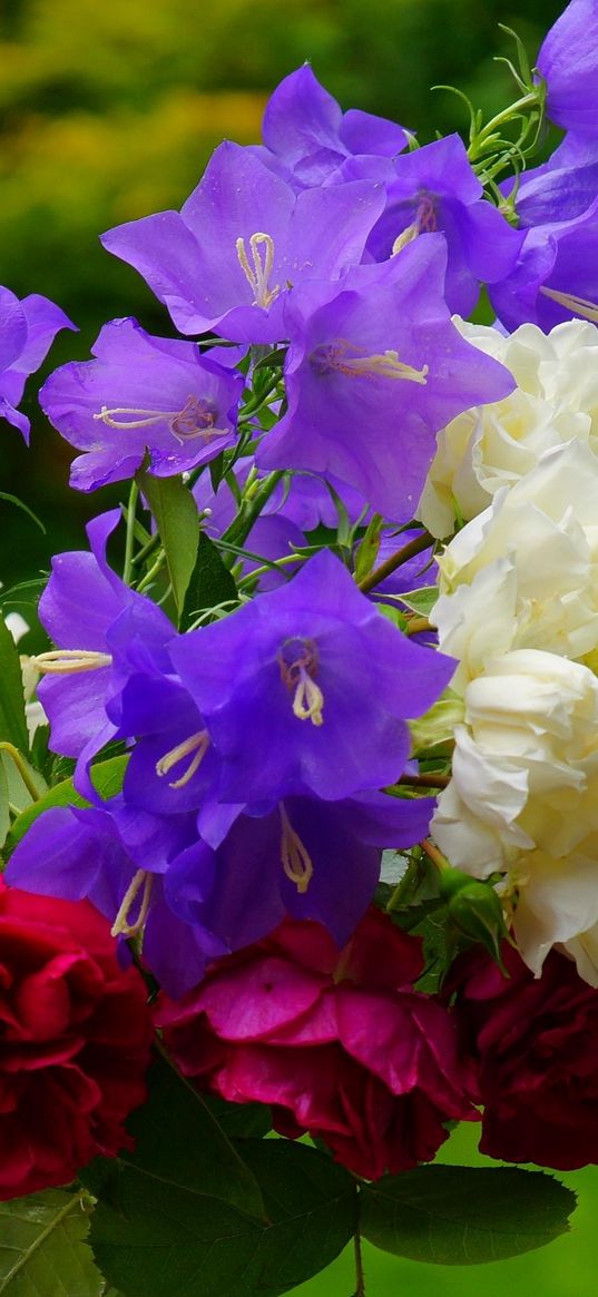 rose, clematis, bells, flower, blurriness