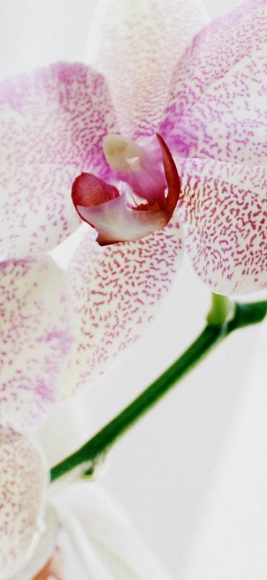 orchid, spotted, close up, exotic