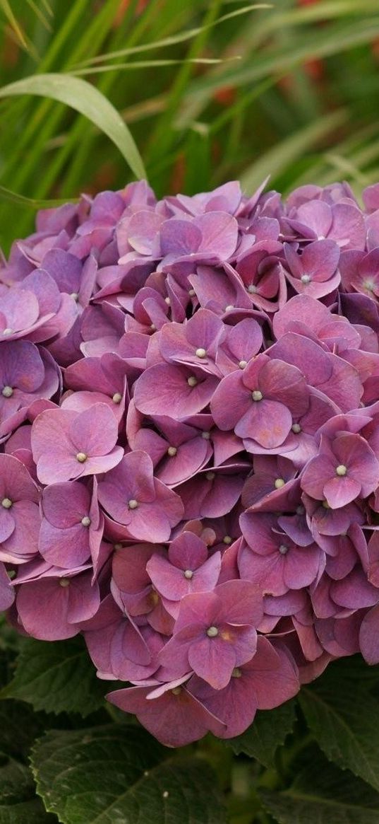 hydrangea, garden, leaves, close up