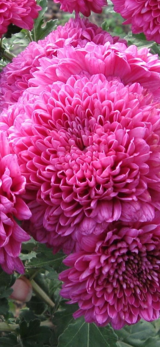 dahlias, flowers, flower, leaves, herbs