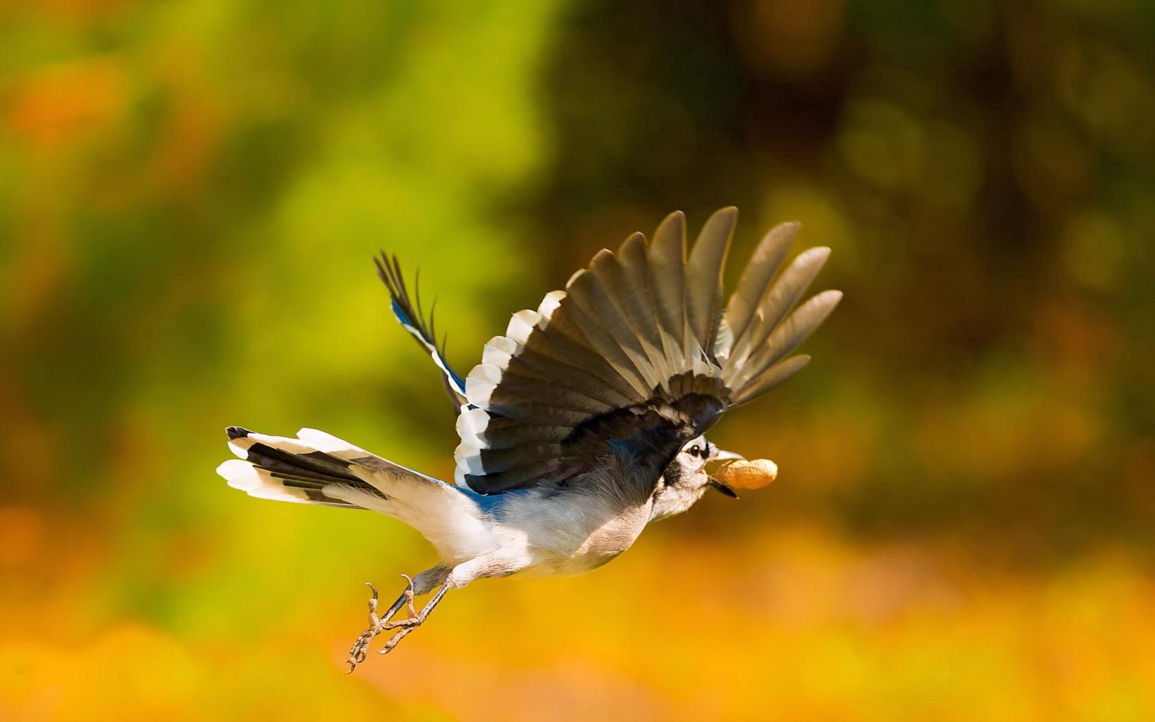 bird, nuts, flight, blur