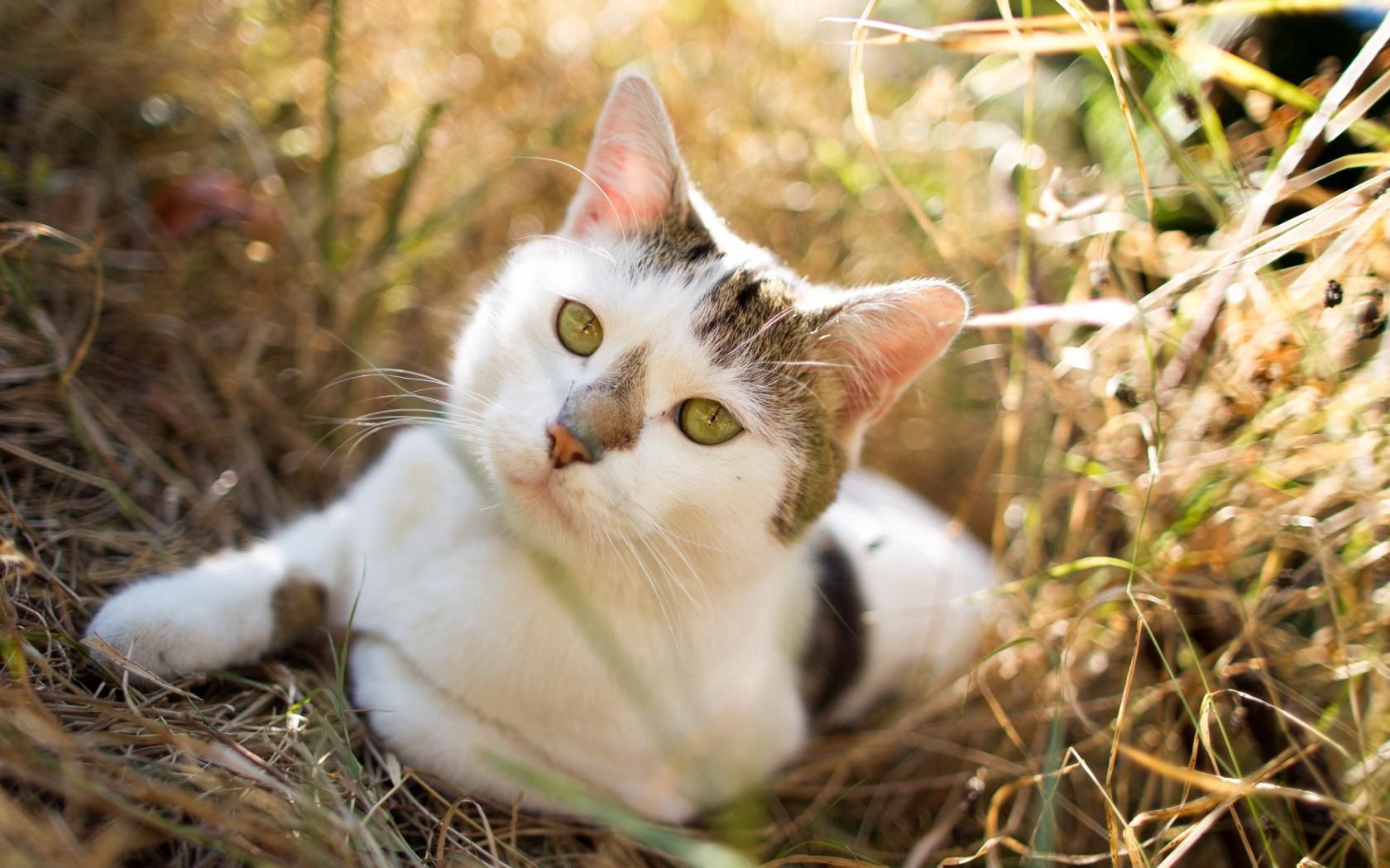 cat, grass, sitting, spotted, opinion, expectation