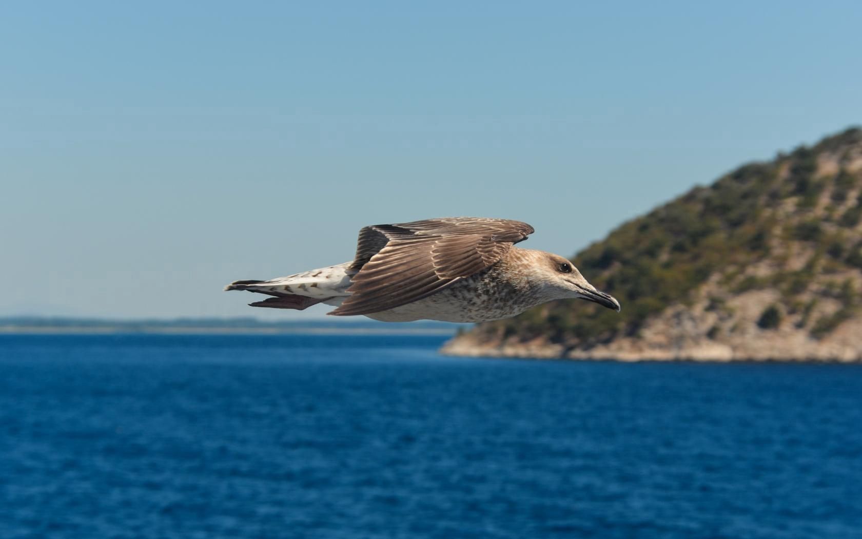 gull, bird, flying, sea