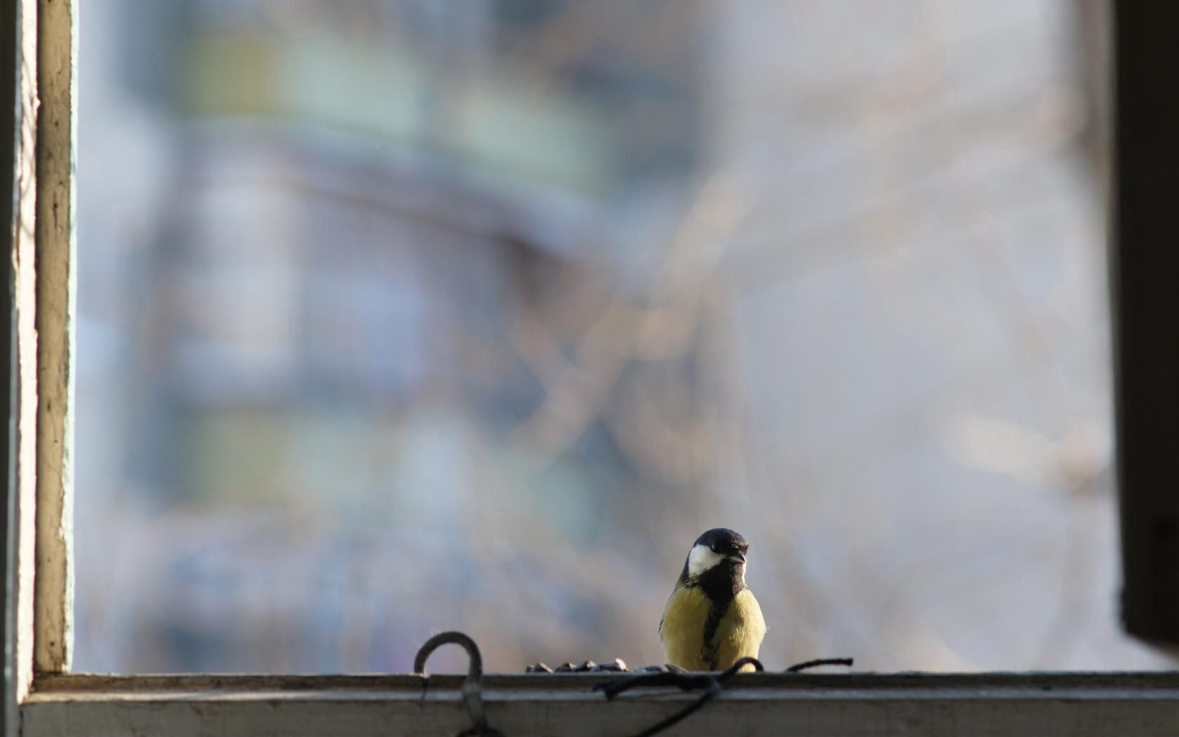 titmouse, bird, glass, window