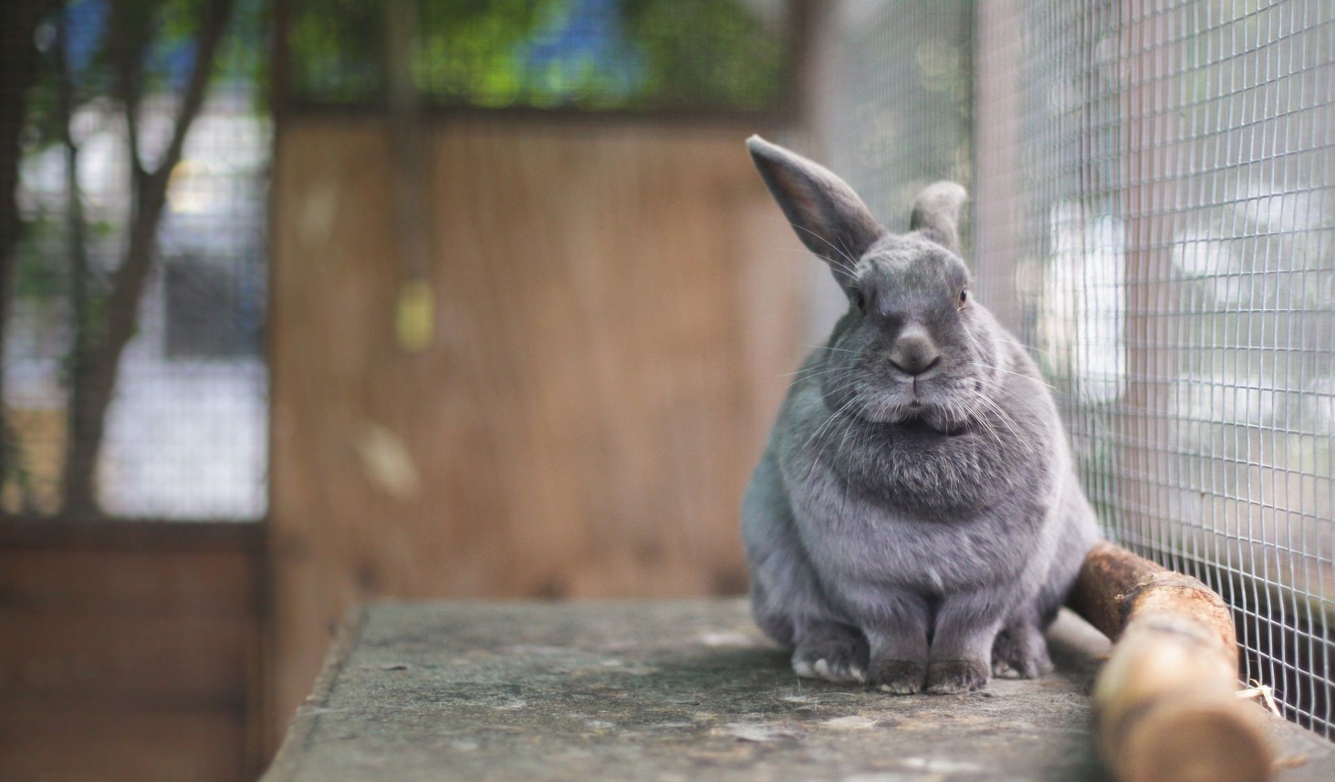 rabbit, face, cell, sit