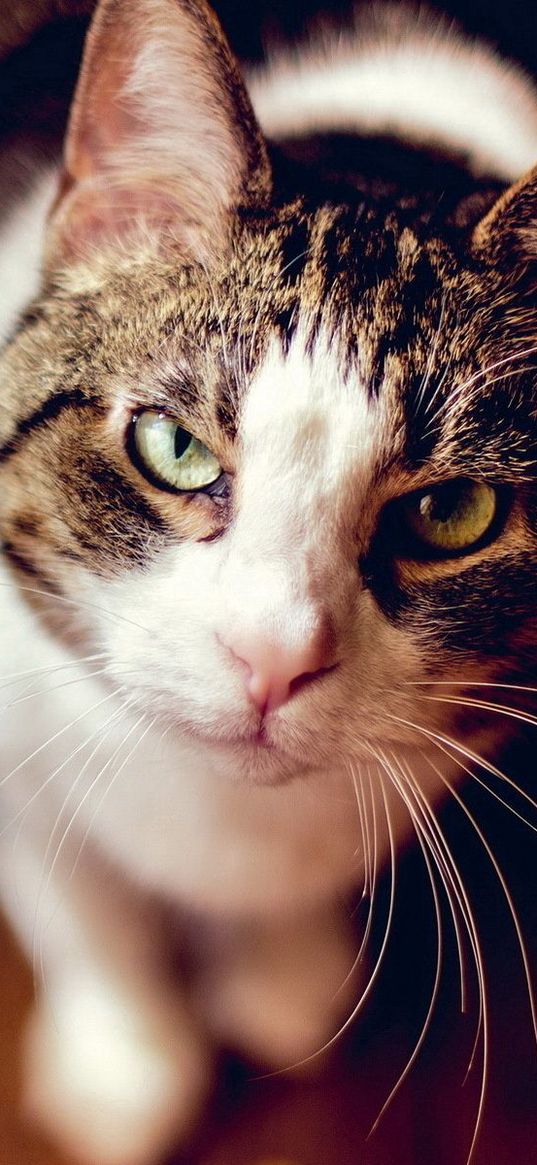 cat, face, grass, blur, sight