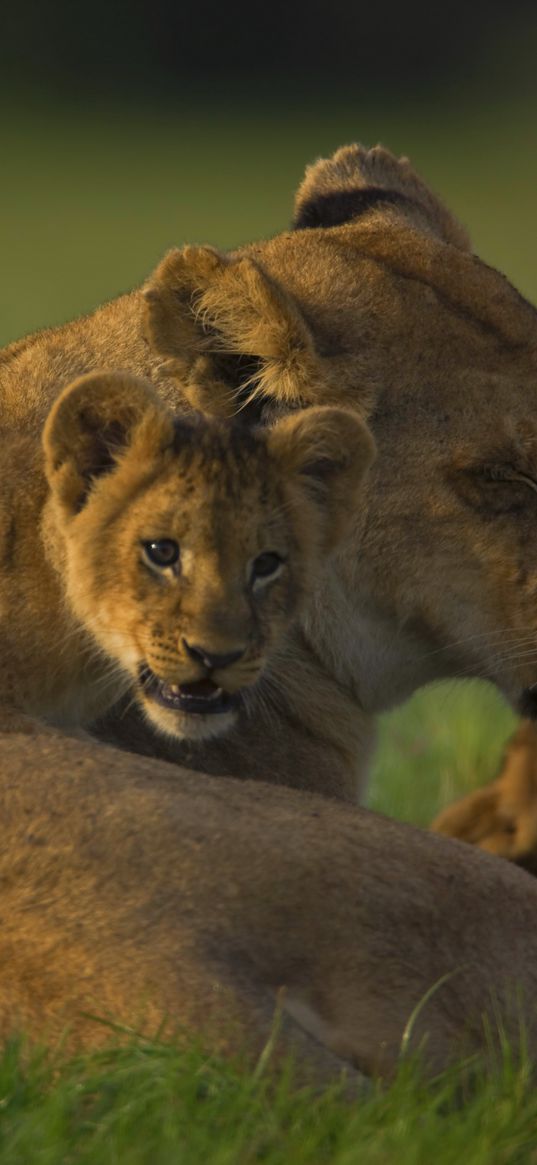 lion, face, calves, cubs