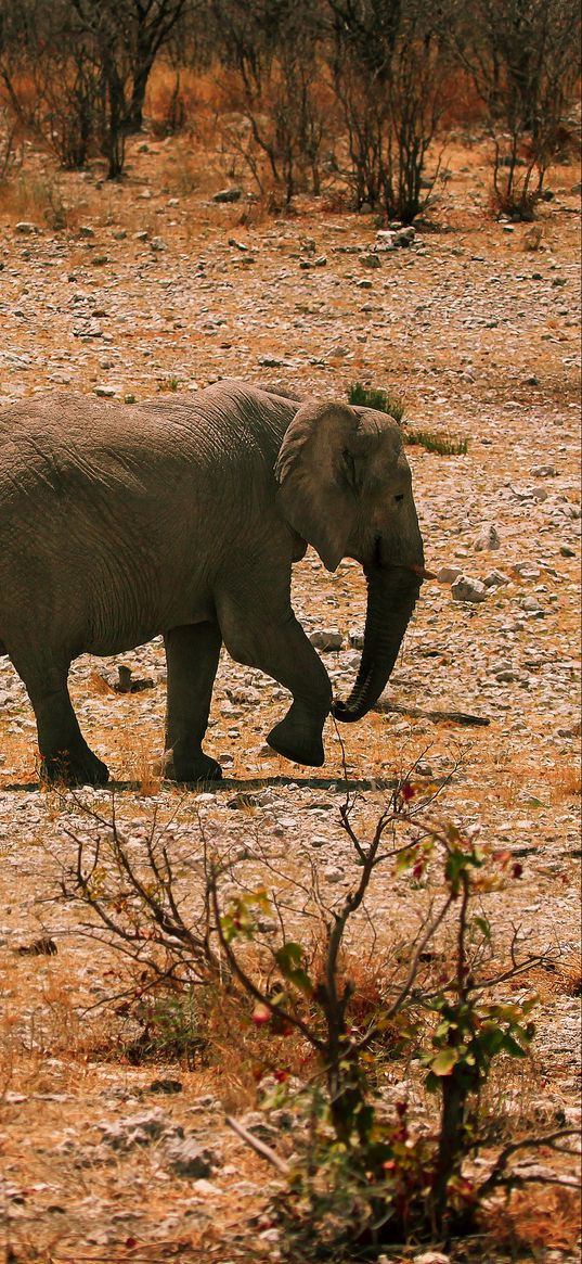 elephants, family, walk, sand, rocks, bushes