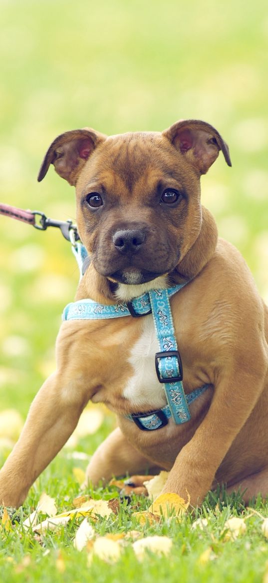 dog, face, grass, flowers, leash