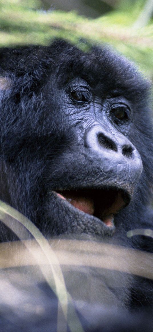 gorilla, monkey, face, eyes