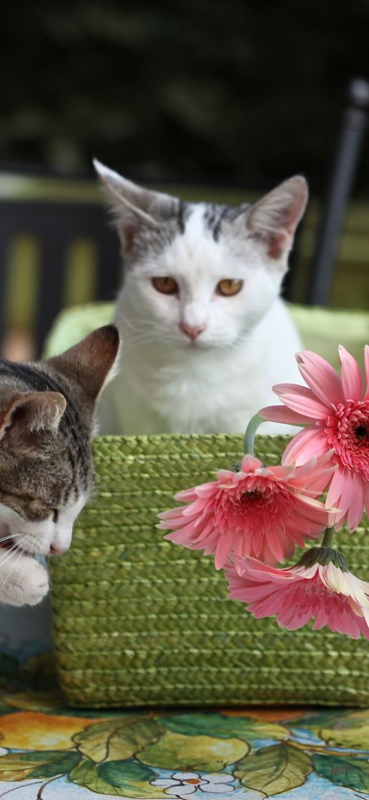 kittens, cats, basket, flowers