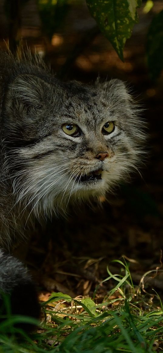 manul, hide, fear, grass, bushes