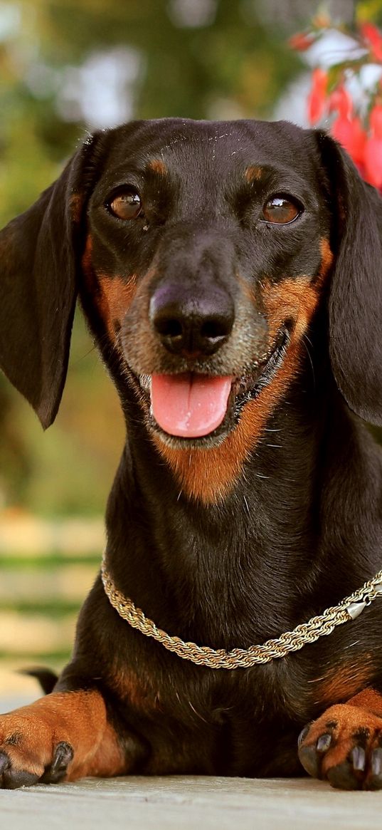 dog, dachshund, face, holiday, collar