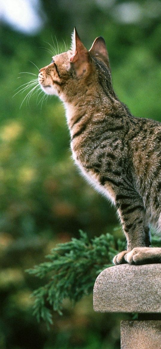 cat, tabby, color, sitting, kitty