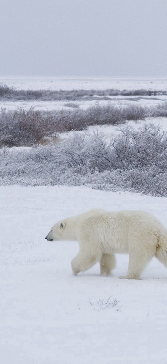 bears, snow, walking, family, polar bears