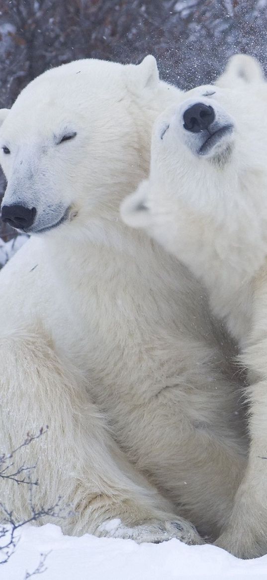 polar bears, snow, winter, hugs, affection