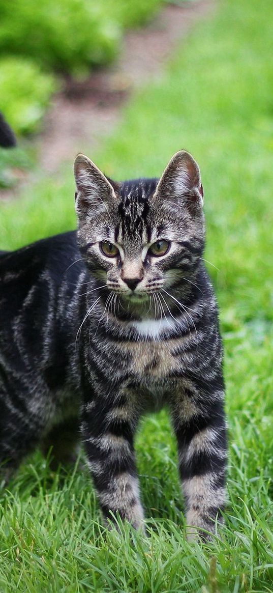 kitten, tabby, grass, walk, look, observation