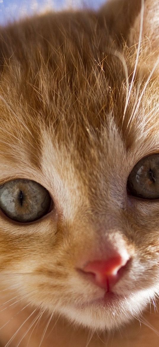 kitten, face, eyes, red, scared