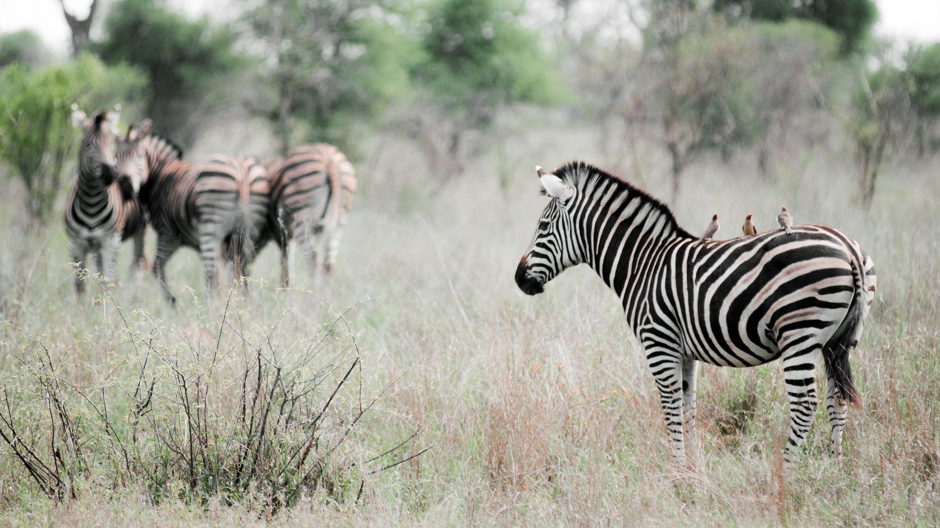 zebra, grass, walk, golf, stand