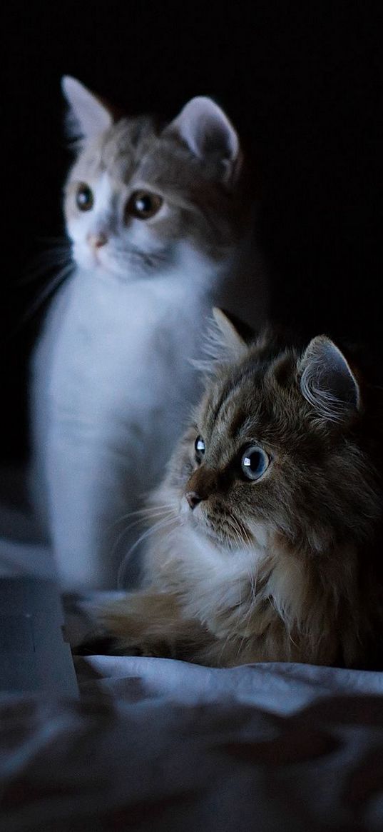 cats, couple, laptop, lie down, rest, curiosity