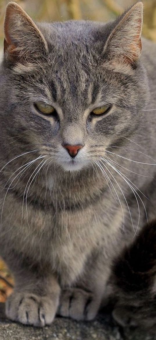 cat, branches, gray, squint