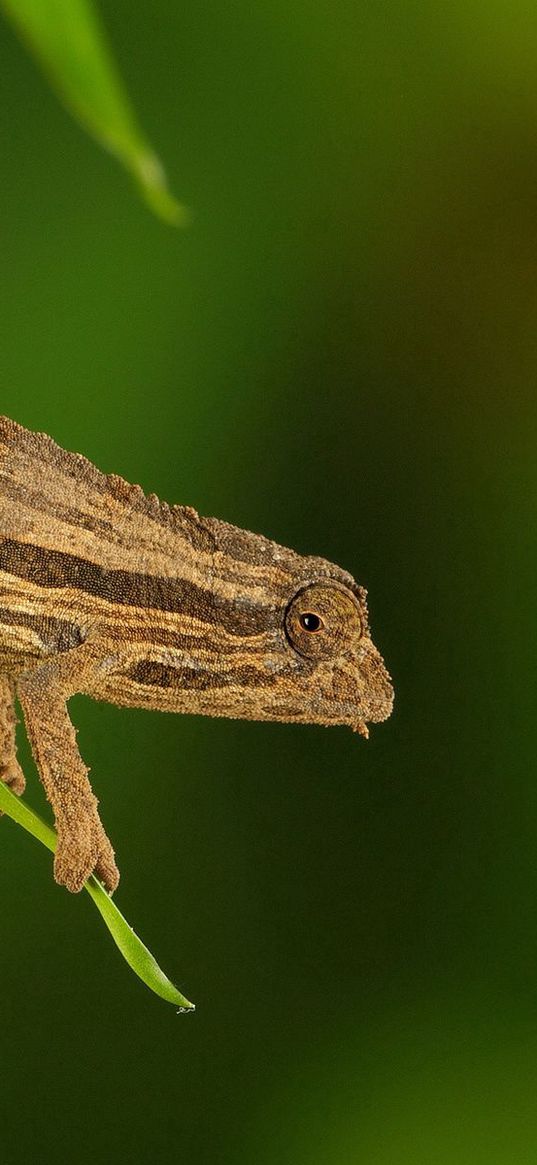 chameleon, twigs, grass, plant, climbing