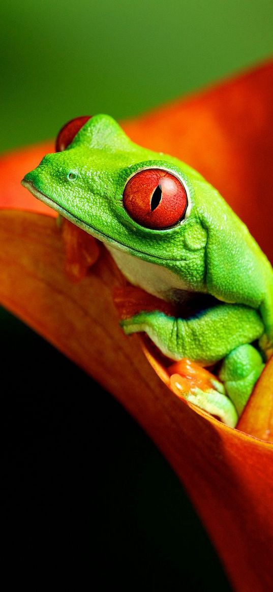 frog, flower, climb, color