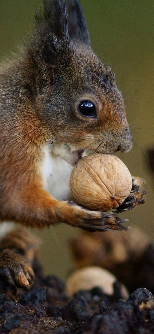 squirrel, nuts, food, animal