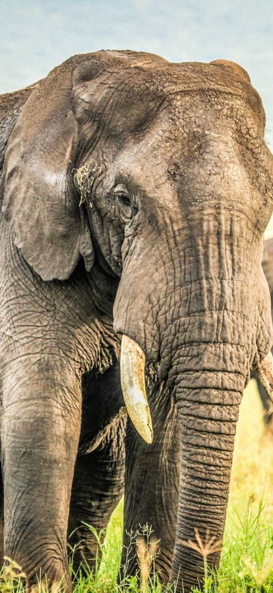 elephants, grass, sky, nature