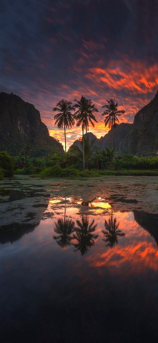 lake, reflection, mud, bushes, palm trees, mountains, sunset, clouds, nature