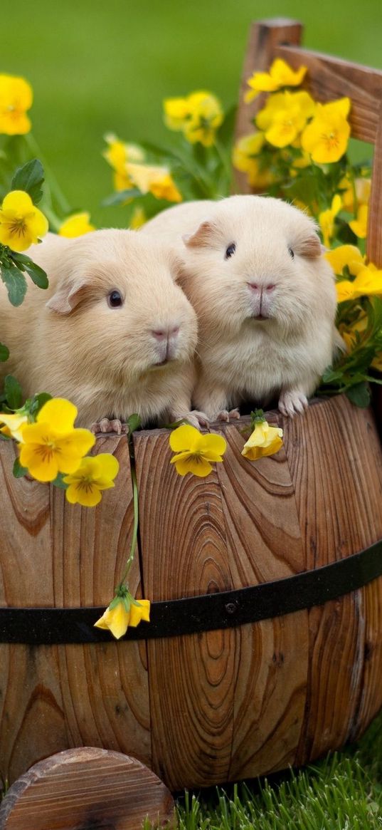 guinea pigs, drum, grass, flowers, couple