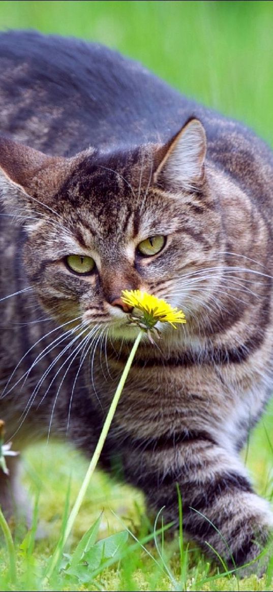 cat, fat, grass, smell, walk