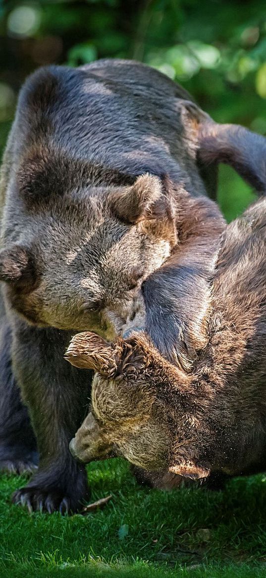 bears, couple, fight, grass