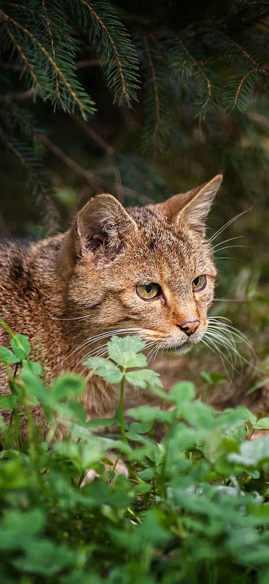 cat, grass, sit, hunting, care