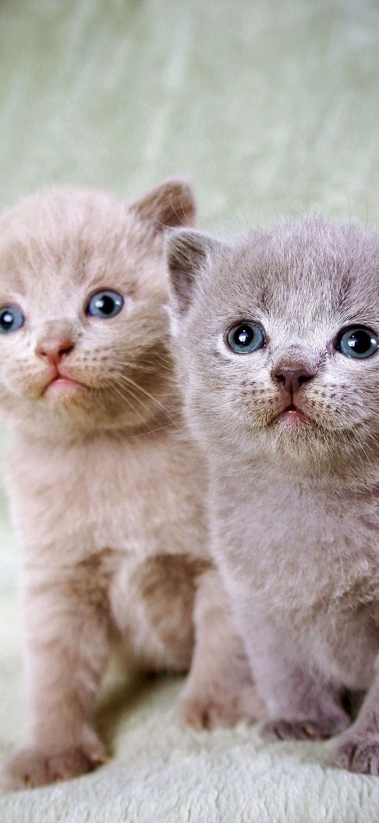 kittens, couple, beautiful, sitting