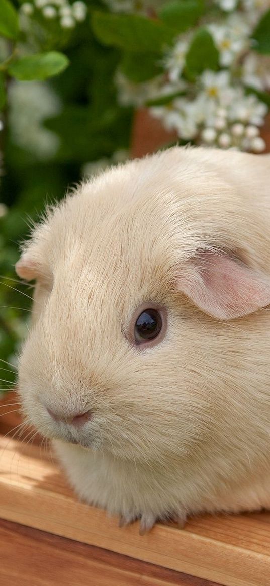 guinea pig, flowers, bench, sit