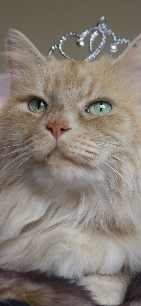 cat, fluffy, crown, face, sitting