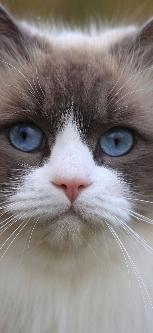 cat, blue eyes, face, eyes, beautiful, thick