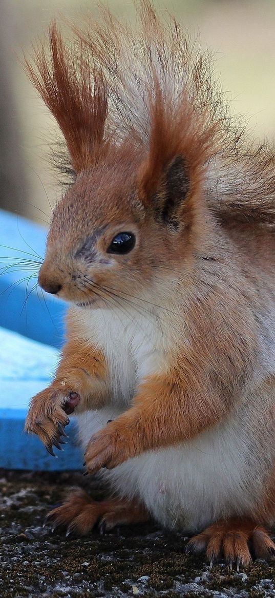 squirrel, box, shop