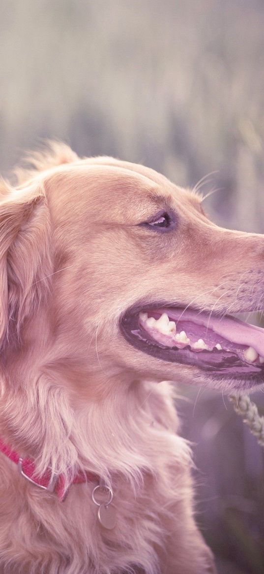 dogs, grass, blur, face, protruding tongue